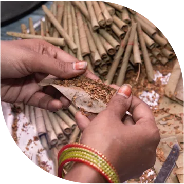 2 hands rolling Tajmahal bidi