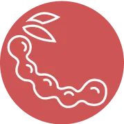 Tamarind